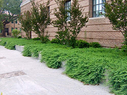 10 Live Plants 2" Pot Size Evergreen Ground Cover B540710