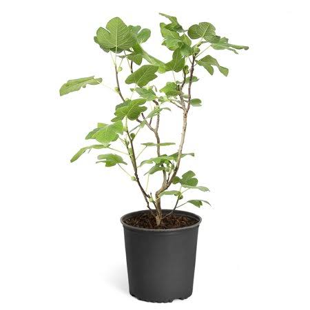 2 Gal Fig Tree I757898