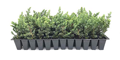 10 Live Plants 2" Pot Size Evergreen Ground Cover B540710