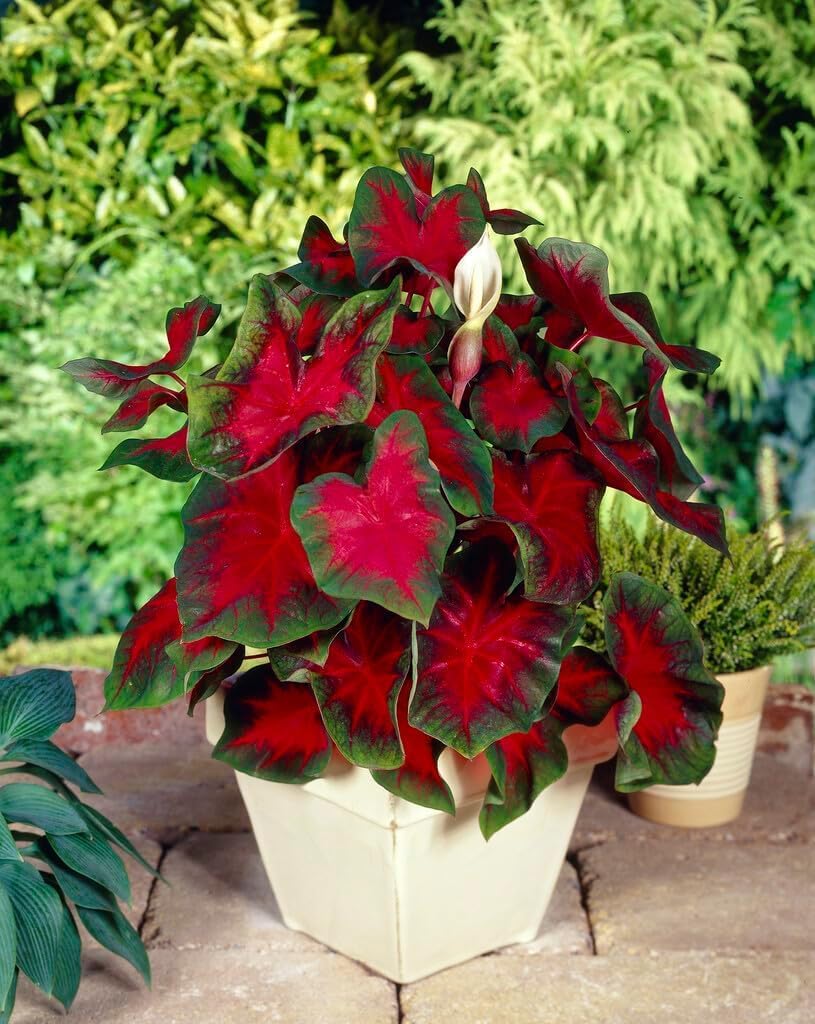 10 Florida Cardinal Caladium Bulbs G7114