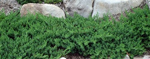 10 Live Plants 2" Pot Size Evergreen Ground Cover B540710
