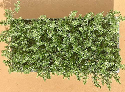 10 Live Plants 2" Pot Size Evergreen Ground Cover B540710